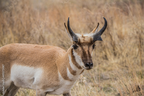 male pronghorn antelope in field 