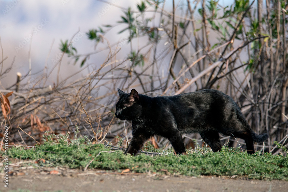 A large pure black feral cat in the woods walking at San Jacinto wildlife area in Riverside, California A large pure black feral cat in the woods walking at San Jacinto wildlife area in Riverside, California