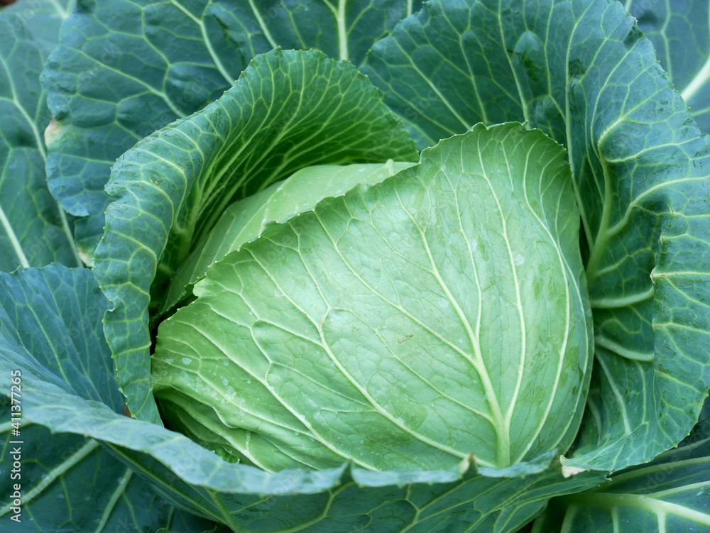 Obraz premium head of cabbage on the field