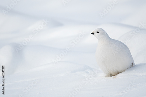 Lagopède des saules dans la neige photo