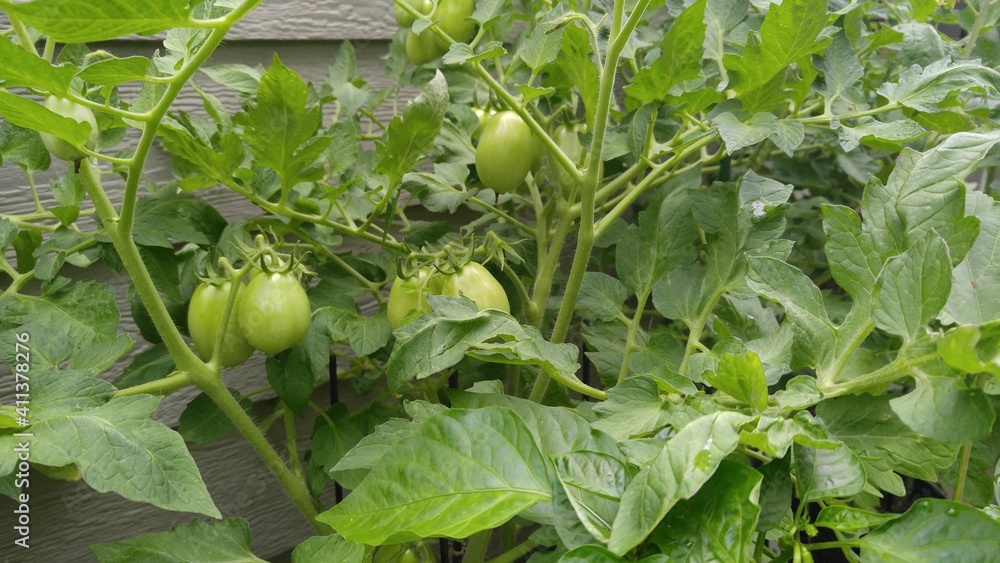 Elevated garden with bed green peppers, and tomatoes, with okra. Elevated garden with bed green peppers, and tomatoes, with okra.