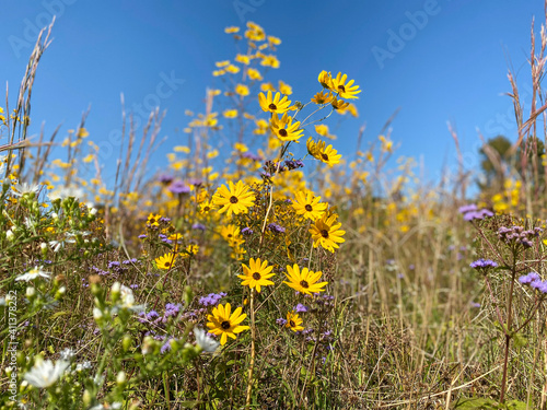 field of wildflowers © Matt