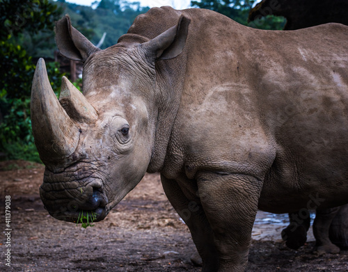 Rhino Portrait 3 - gazing look