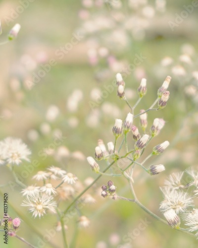 photo of artistic grass flower in the garden