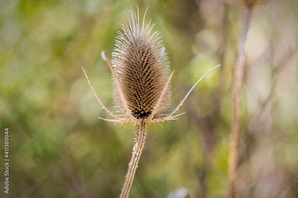 Thistle spike in the field