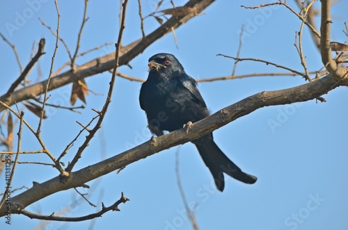 black drongo © sumit