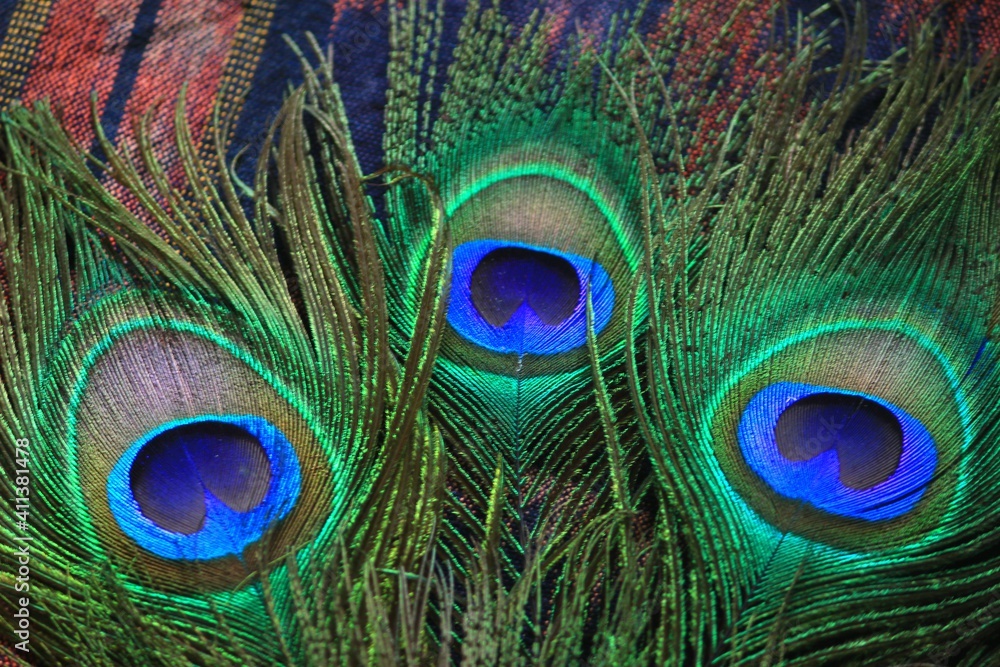 Obraz premium peacock feather close up