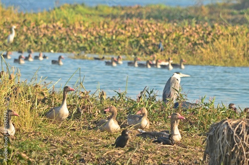 ducks in lake