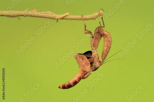 Boxer praying mantis (Astyliasula phyllopus) is eating with the body hanging in the vines.