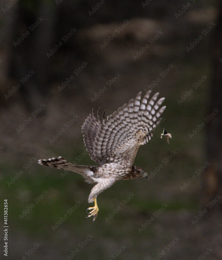 Fototapeta premium Lake Decatur