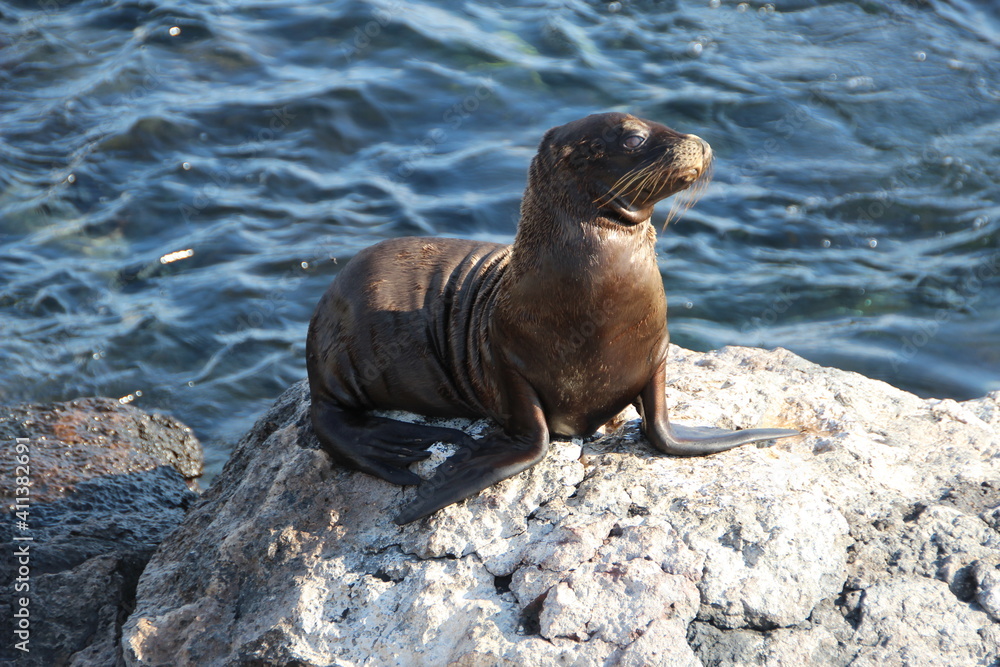Obraz premium Galapagos Sea Lion sitting on a rock ledge.