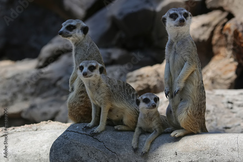 A group of meerkats (Suricata suricatta) are playing together.