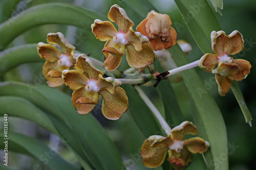 The beauty of the orchid in full bloom. This orchid plant is widely cultivated for ornamental plants. photo