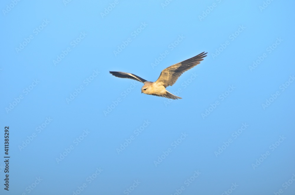 Obraz premium black winged kite