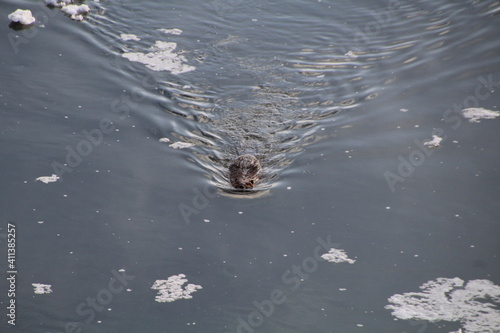 Beaver Swimming, Gold Bar Park, Edmonton, Alberta