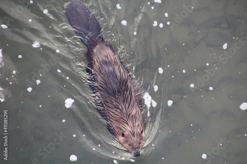 Beaver Swimming Below, Gold Bar Park, Edmonton, Alberta