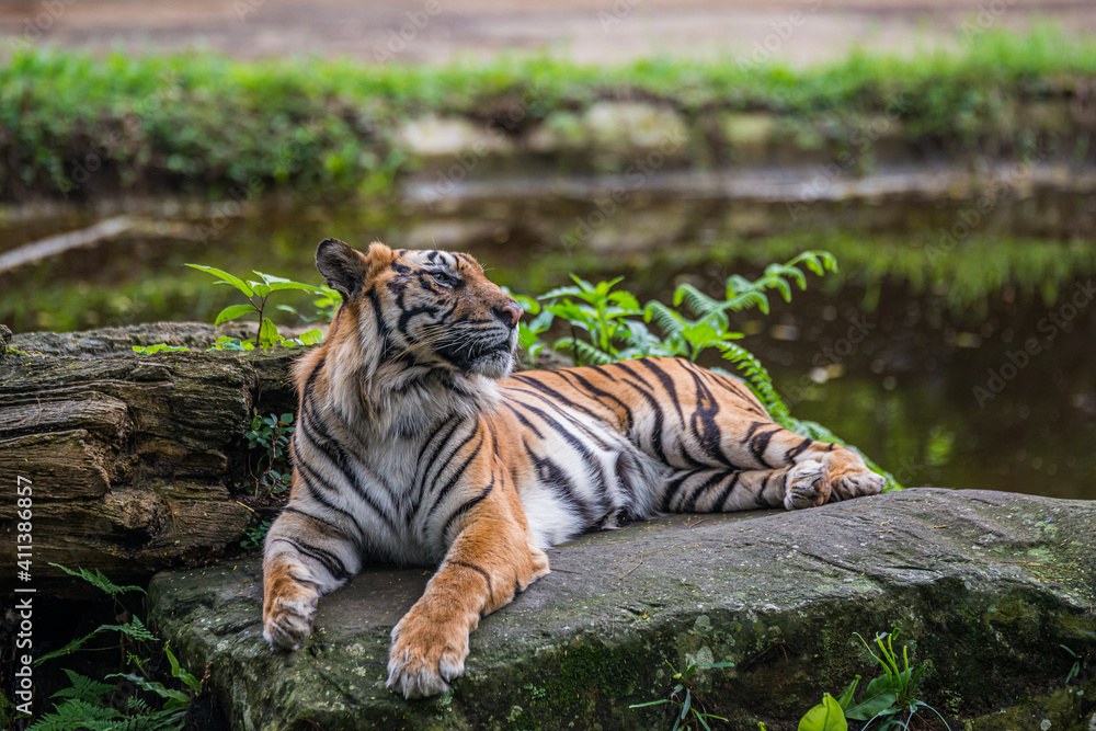 Obraz premium Sumatra tiger portrait 1