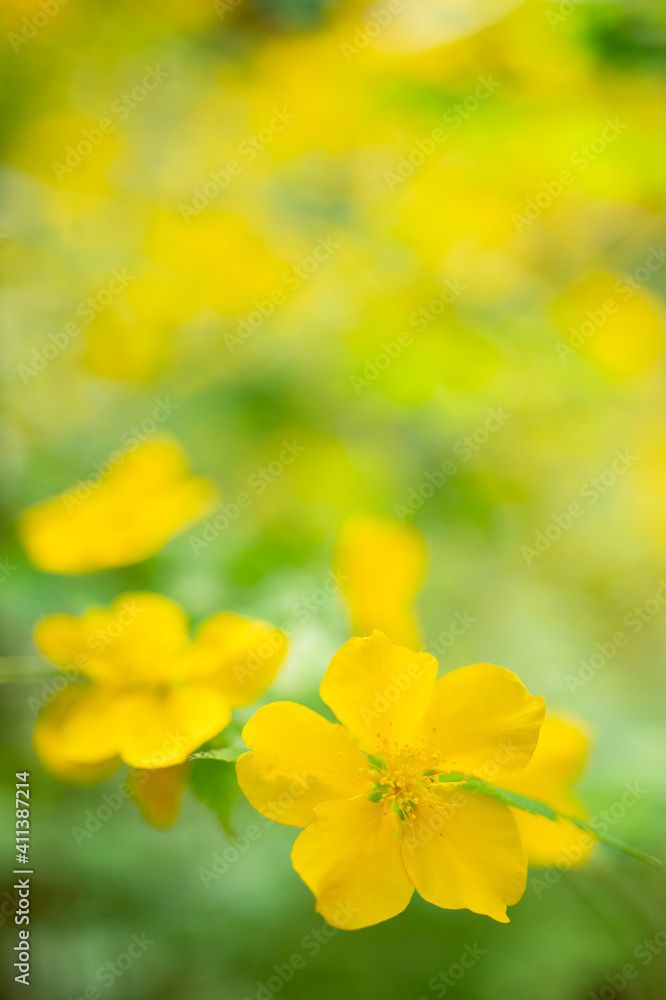 新緑のヤマブキ 新緑のヤマブキ