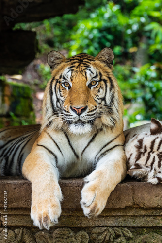 Tiger portrait 1