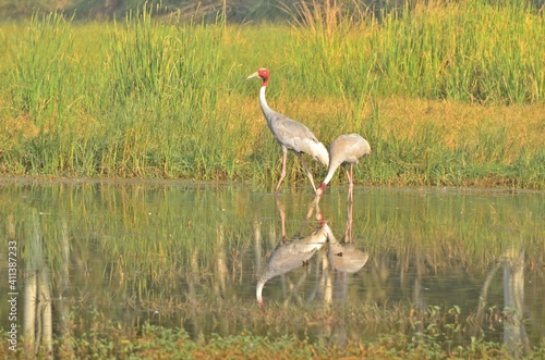 sarus crane photo