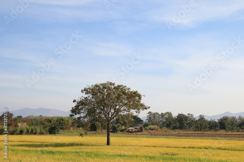 A big tree among the rice fields in the blue sky