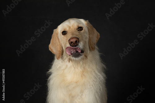 Large yellow lab dog with tongue out making funny face © Sharon