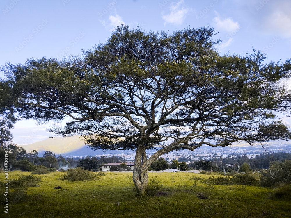 Obraz premium Árbol frondoso