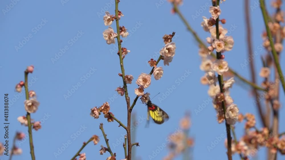 butterfly on a branch of white plum flowers butterfly on a branch of white plum flowers