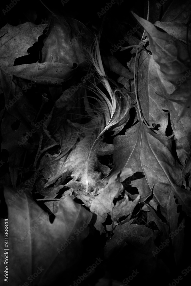 B/w feather and leaves