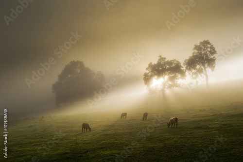 Fototapeta Naklejka Na Ścianę i Meble -  sunrise, cows on a misty morning