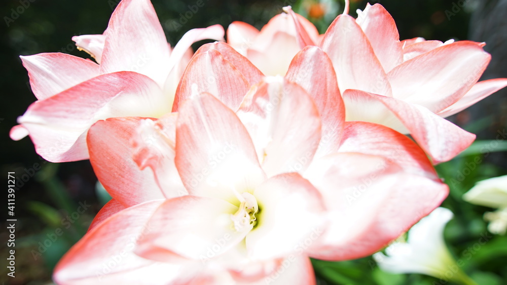 Fototapeta premium 花畑