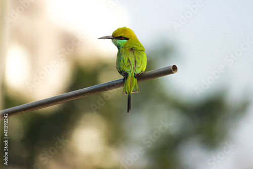 This is a bee eater. Perfectly captured for you to check on all the minor detailed beauty