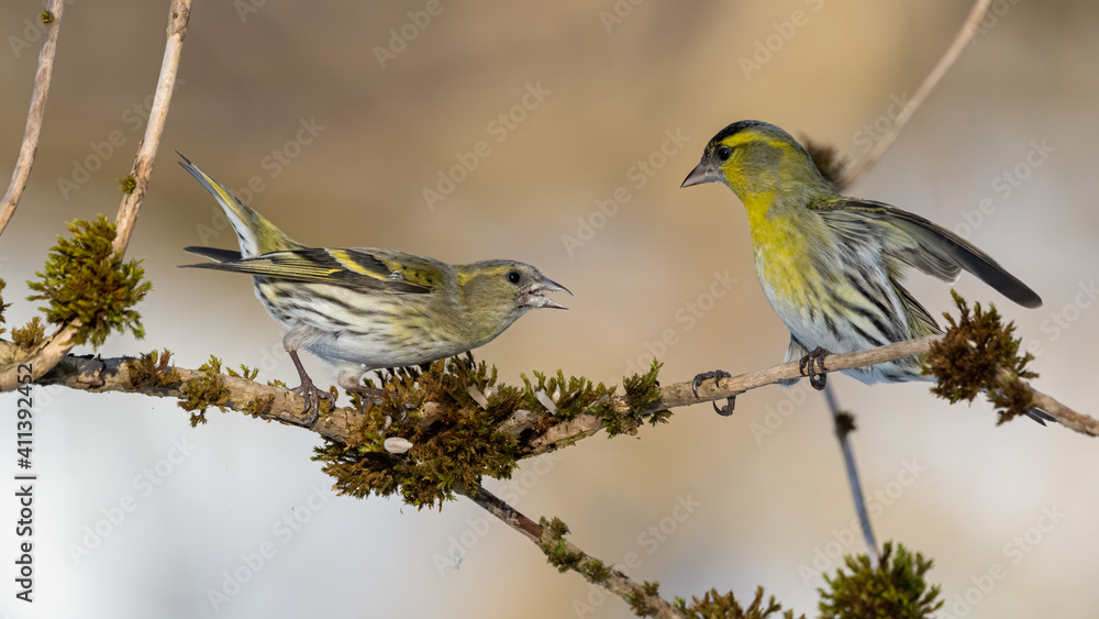 Obraz premium Erlenzeisig, bird, natur, wild lebende tiere, ast, gelb, spatz, tier, wild, baum, frühling