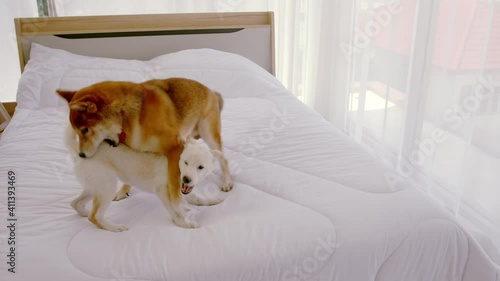 Handheld, Slow Motion – An adult purebred brown Shiba Inu and a white purebred shiba puppy playing together in white bed..