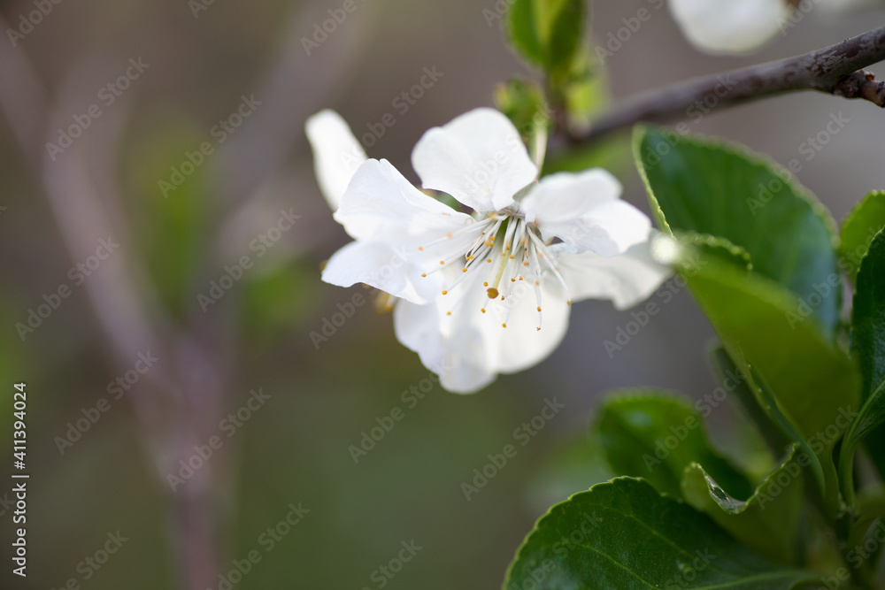Pear blossom in spring Pear blossom in spring