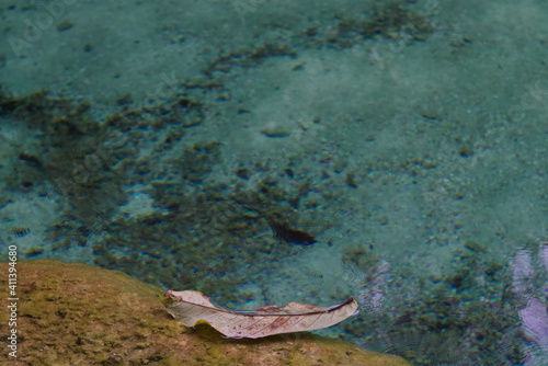 A fallen brown leaf on edge of emerald pond