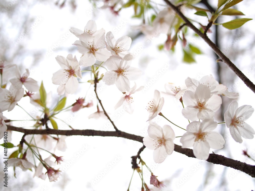 透明感のある桜の花 透明感のある桜の花