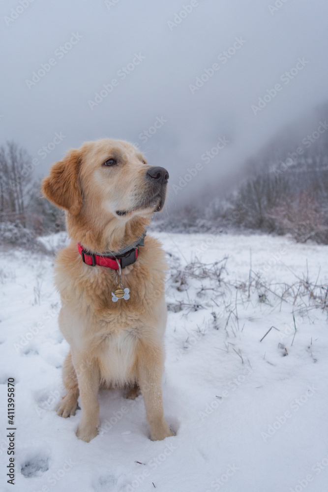 Golden retriever