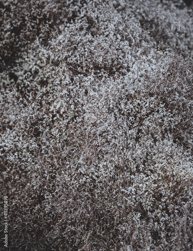 Close-up of dried flowers used for decoration.