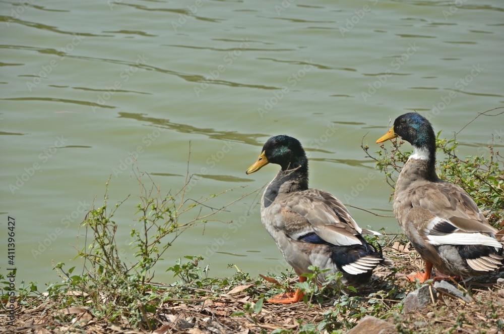 ducks in the water ducks in the water