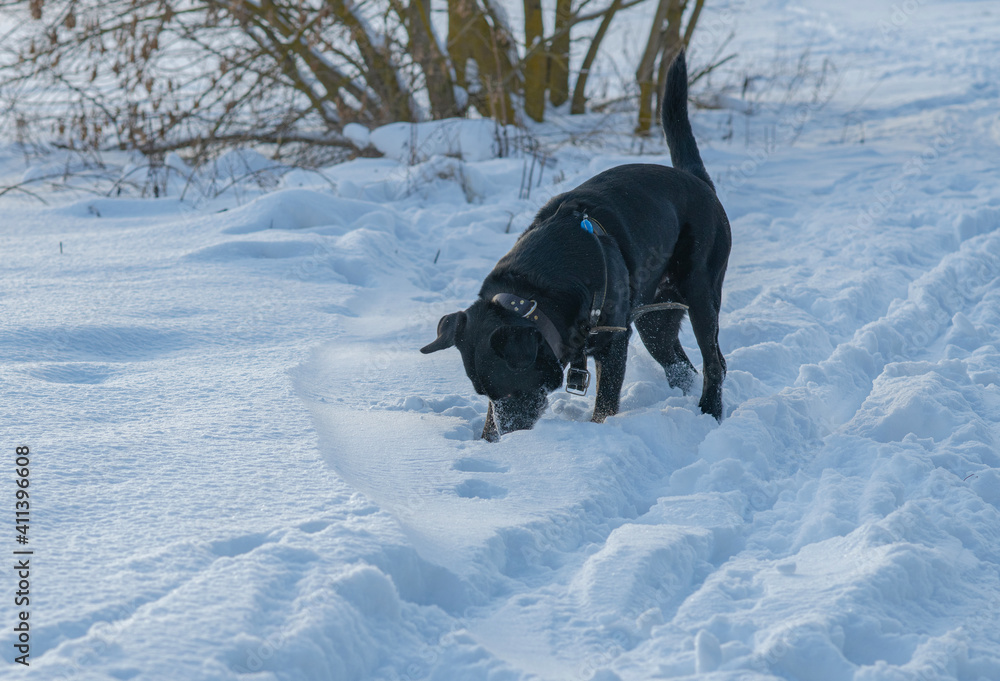 A black labrador retriever is looking for something on a field in the snow. A black labrador retriever is looking for something on a field in the snow.