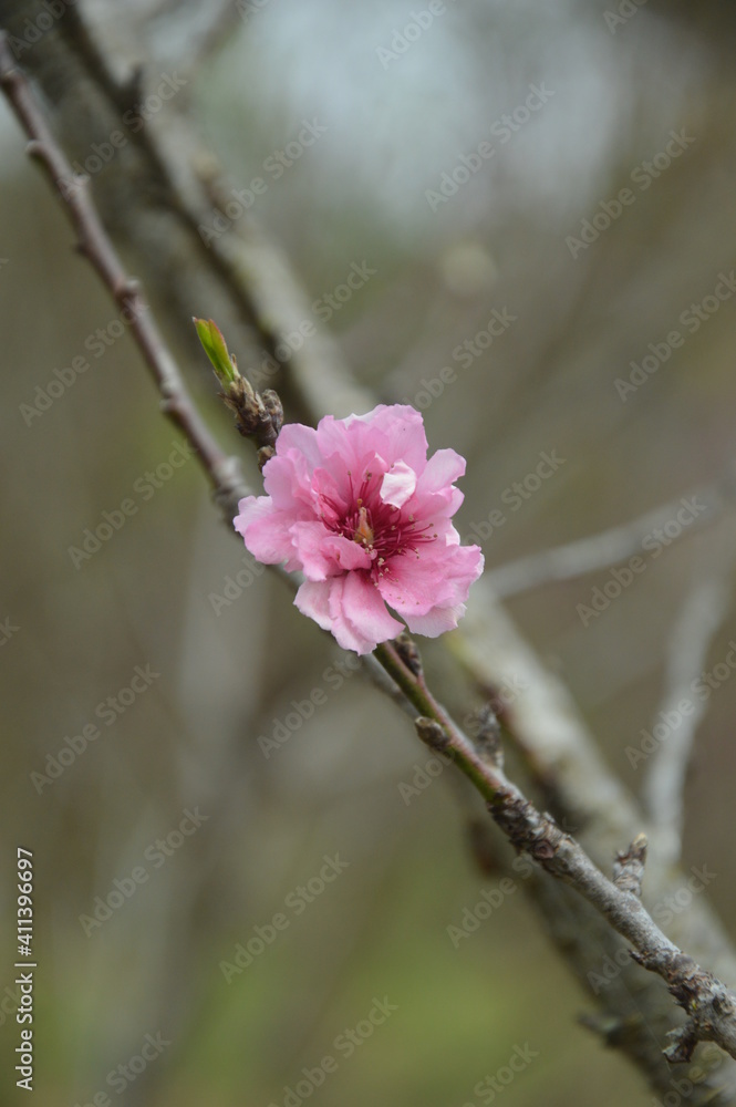 Prunus cerasoides bloom beautifully in winter. Prunus cerasoides bloom beautifully in winter.