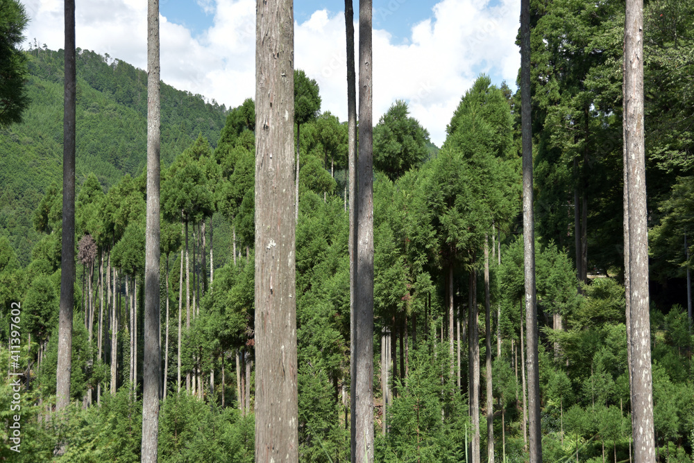 Fototapeta premium 北山杉 京都市北区