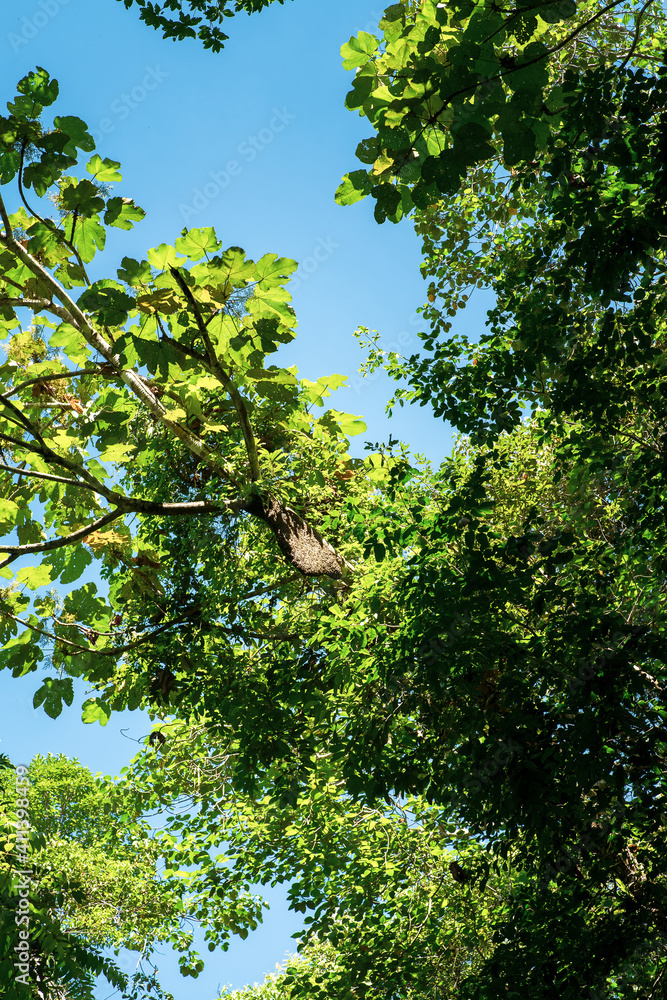 Honey comb hanging on branch in a tropical forest jungle. Honey comb hanging on branch in a tropical forest jungle.