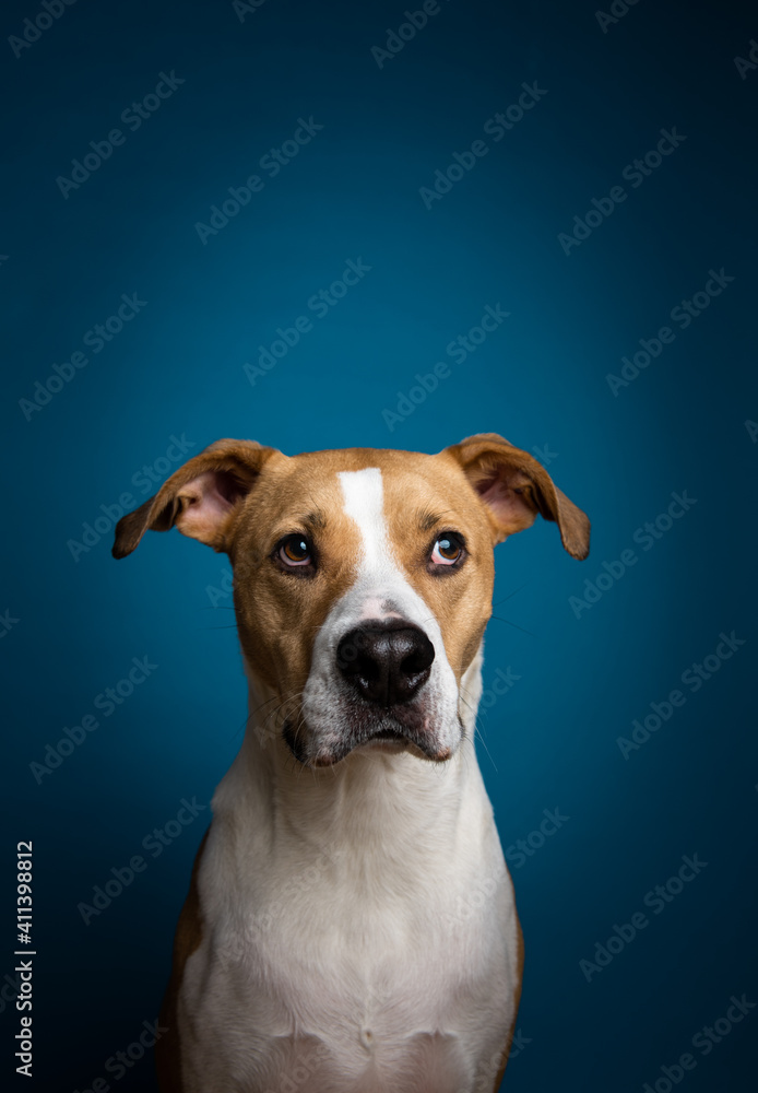 Tan and White Mixed Breed Dog Sitting in front of Blue Background