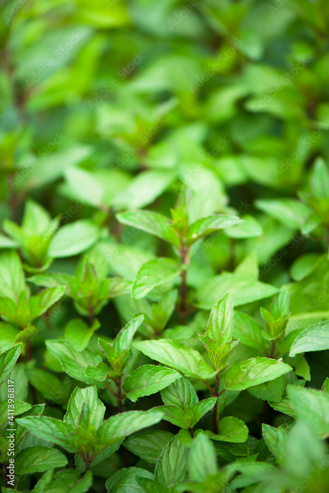 juicy summer greens. Mint plant grow at the vegetable garden juicy summer greens. Mint plant grow at the vegetable garden