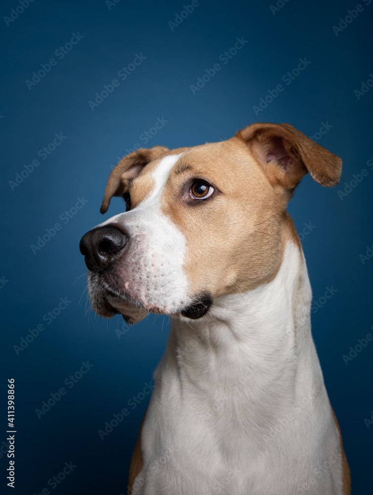 Tan and White Mixed Breed Dog Sitting in front of Blue Background