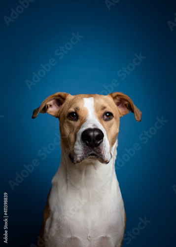 Tan and White Mixed Breed Dog Sitting in front of Blue Background © Anna Hoychuk
