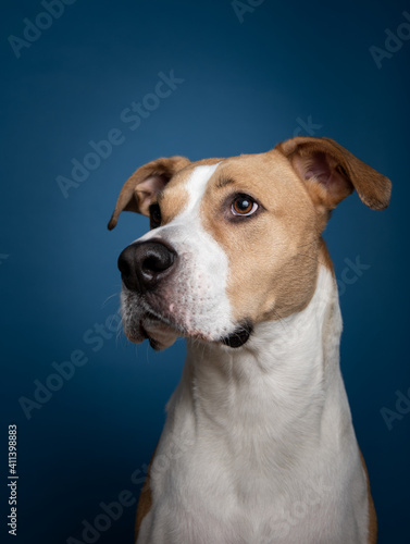 Tan and White Mixed Breed Dog Sitting in front of Blue Background © Anna Hoychuk
