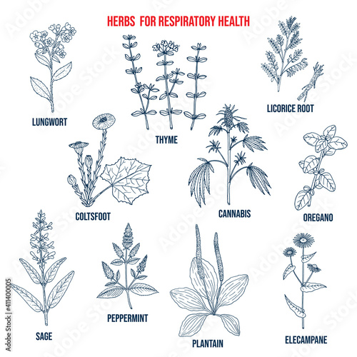 Set of best herbs for lung support and respiratory health